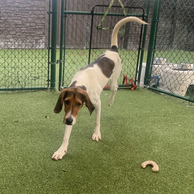 A young medium-sized female Brown / Chocolate Hound dog named Penny for adoption in LOXAHATCHEE, FL