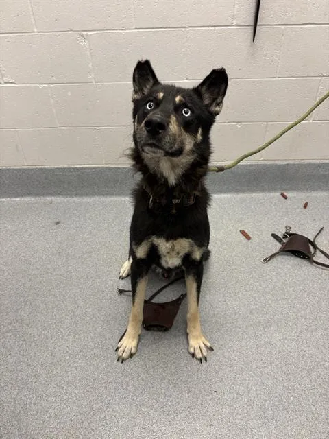An adult large-sized male German Shepherd Dog dog named Von for adoption in Indianapolis, IN