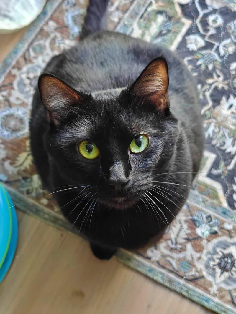 An adult medium-sized female Black Domestic Short Hair cat named HAZE Offered by for adoption in Hillsboro, OR