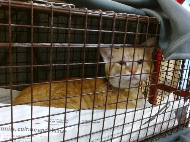 A young small-sized male Domestic Short Hair cat named Snarf for adoption in Miami, FL