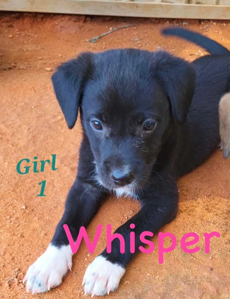 W litter Whisper