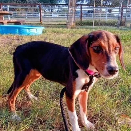 A baby small-sized female Beagle dog named Katrina for adoption in Houston, TX