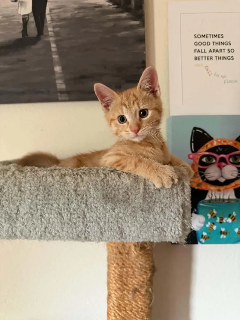 A baby small-sized male Tabby (Orange / Red) Domestic Short Hair cat named Kenny for adoption in Indianapolis, IN