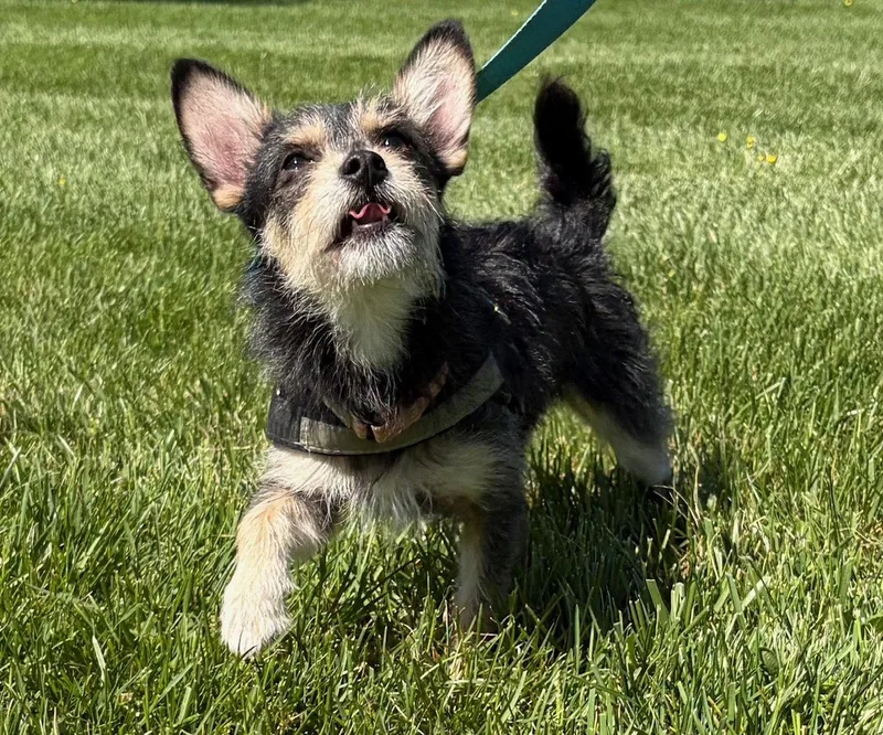 Prince Louie thumbnail 2