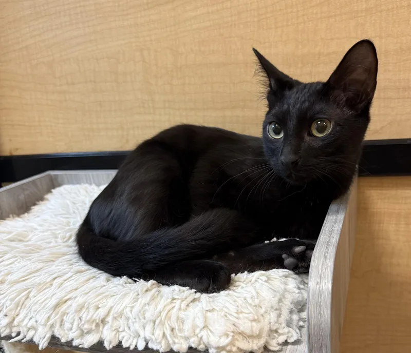A baby medium-sized male Black Domestic Short Hair cat named Flounder for adoption in Warr Acres, OK