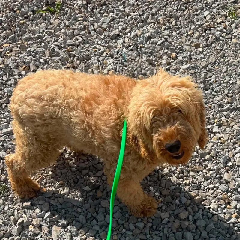 An adult small-sized male Golden Miniature Poodle dog named Michaelangelo for adoption in Rogersville, MO