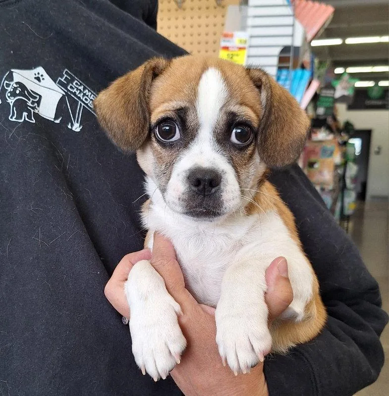 A baby small-sized male Pekingese dog named Niko for adoption in House Springs, MO