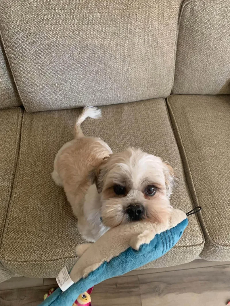 An adult small-sized male Shih Tzu dog named Mac for adoption in Decorah, IA