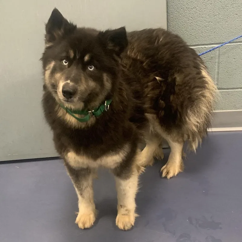 An adult medium-sized female Black Husky dog named Stardust for adoption in Greensboro, NC