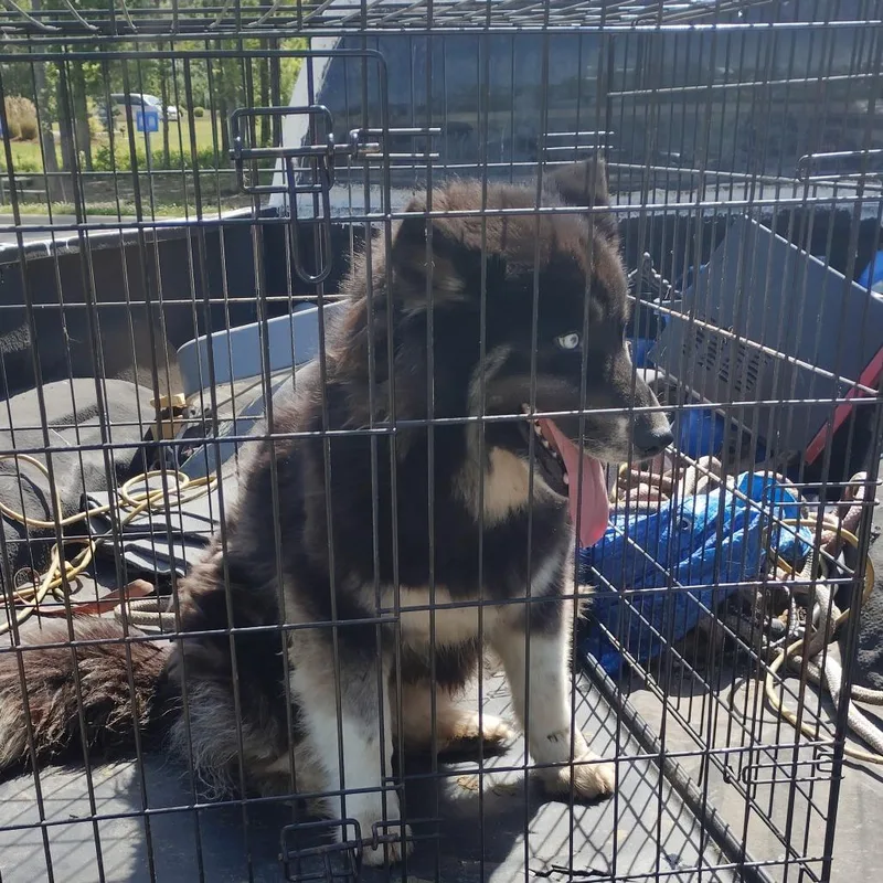 Stardust thumbnail 2