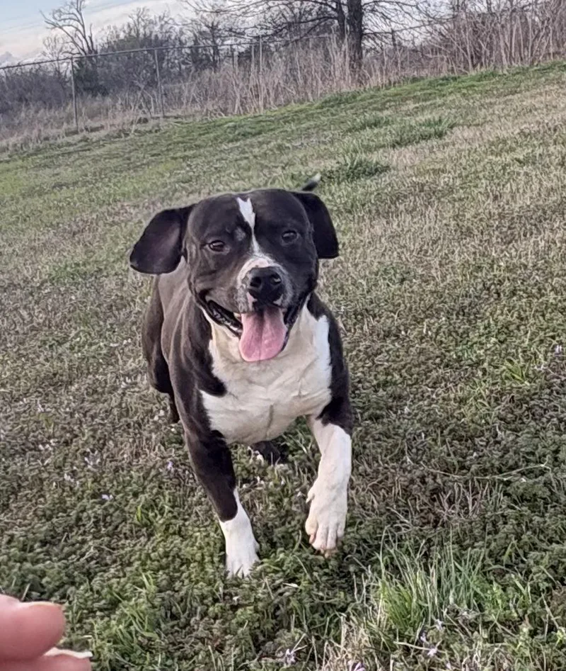 An adult medium-sized male Black American Staffordshire Terrier dog named Reggie for adoption in Manchester, NH