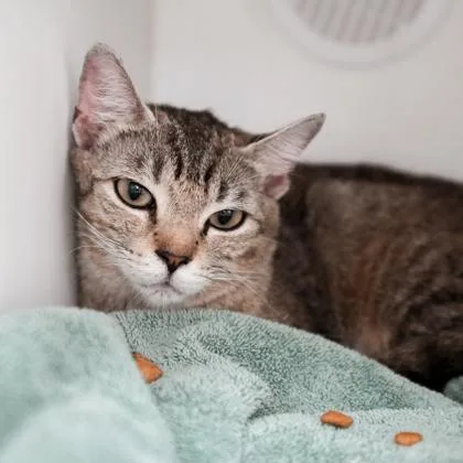 An adult small-sized female Gray / Blue / Silver Domestic Short Hair cat named Brook for adoption in Atlanta, GA