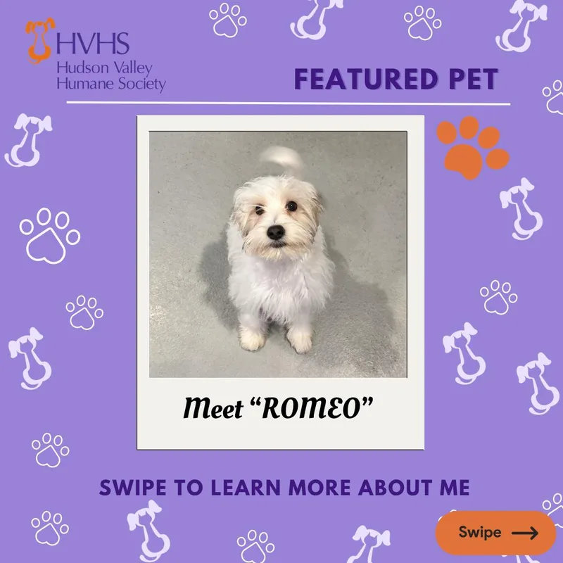 A baby small-sized male Tricolor (Brown, Black, & White) Maltipoo dog named Romeo for adoption in Pomona, NY