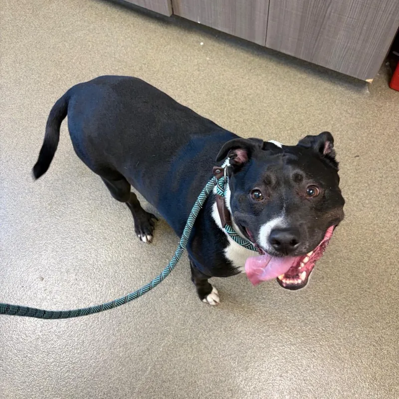 An adult large-sized male Black Mixed Breed dog named Otis for adoption in Council Bluffs, IA