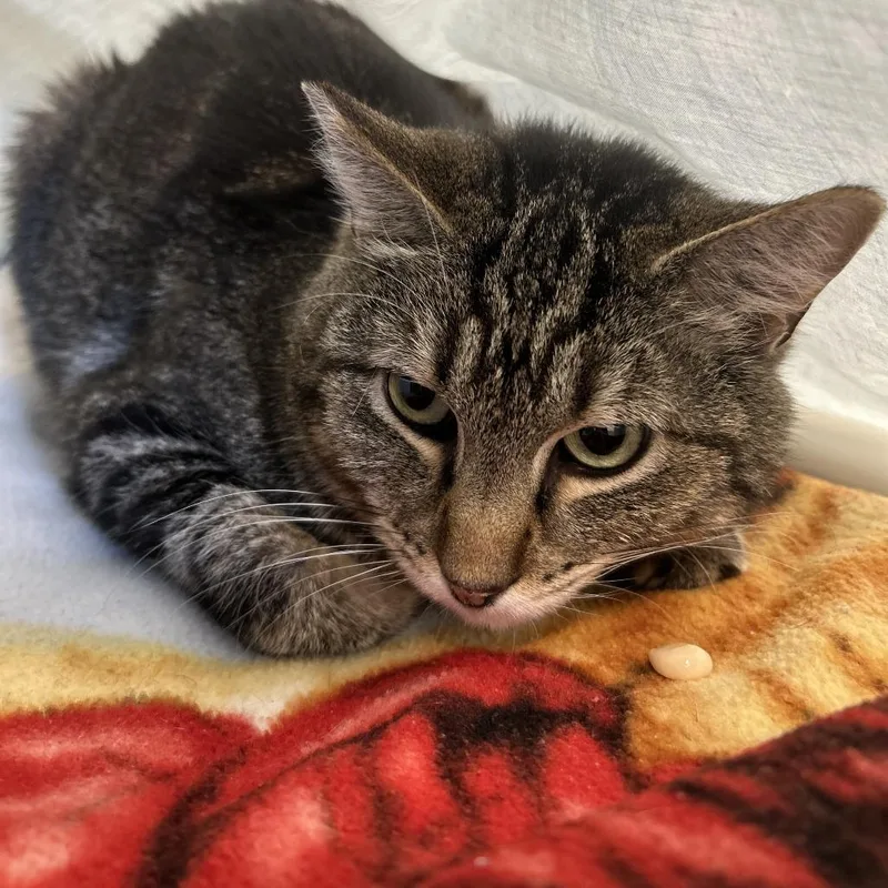 An adult medium-sized male Brown / Chocolate Domestic Short Hair cat named Tigger for adoption in Sonoma, CA
