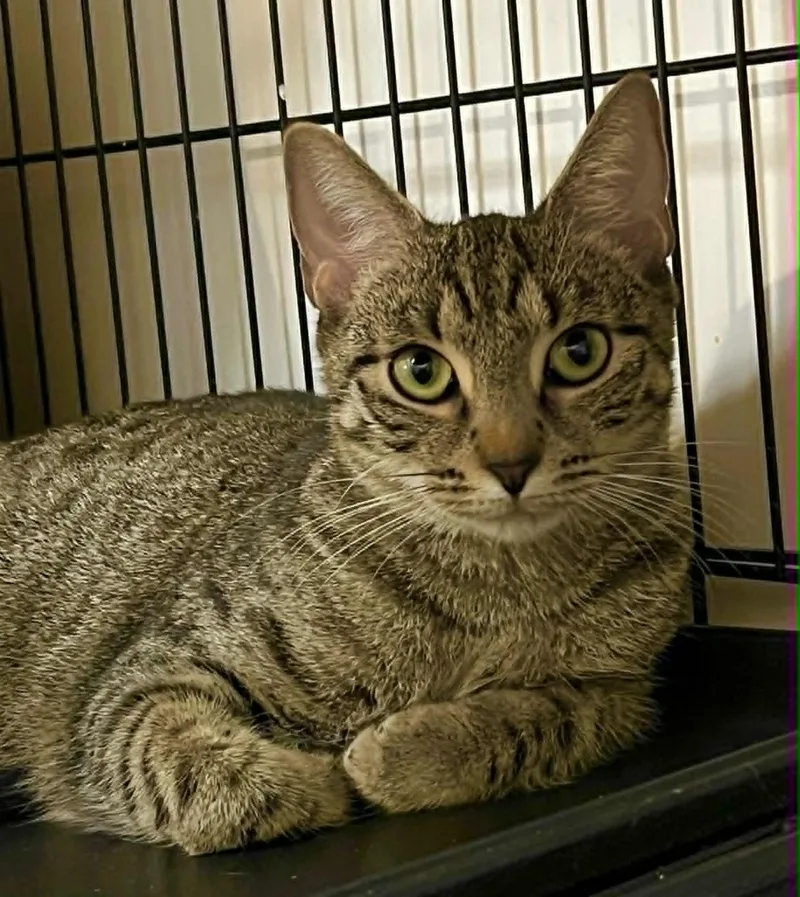 A young medium-sized female Tabby (Tiger Striped) Tabby cat named Lovey for adoption in Wells, ME