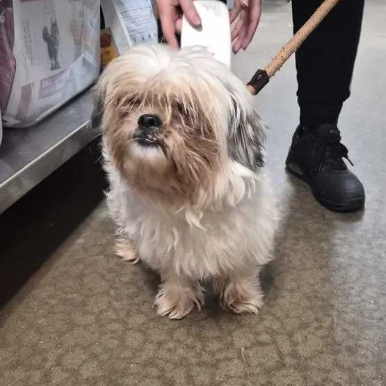 An adult small-sized male White / Cream Mixed Breed dog named Never Stop The Flop for adoption in Davenport, IA