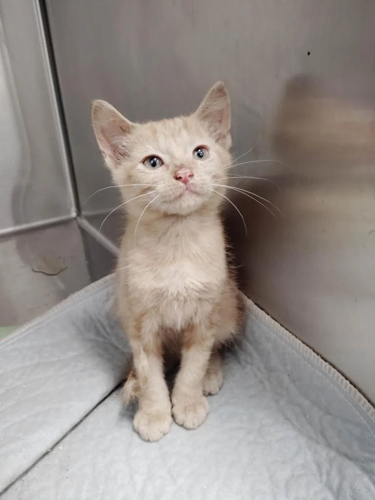 A baby small-sized male Domestic Short Hair cat named Denali for adoption in Republic, MO