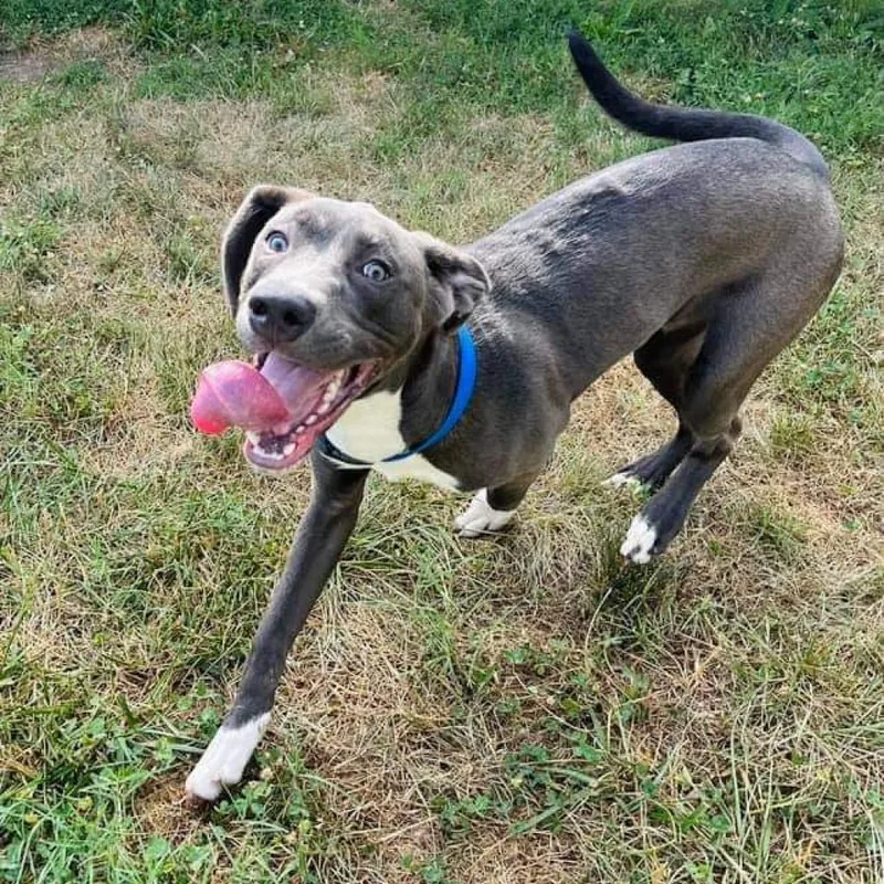 Chase