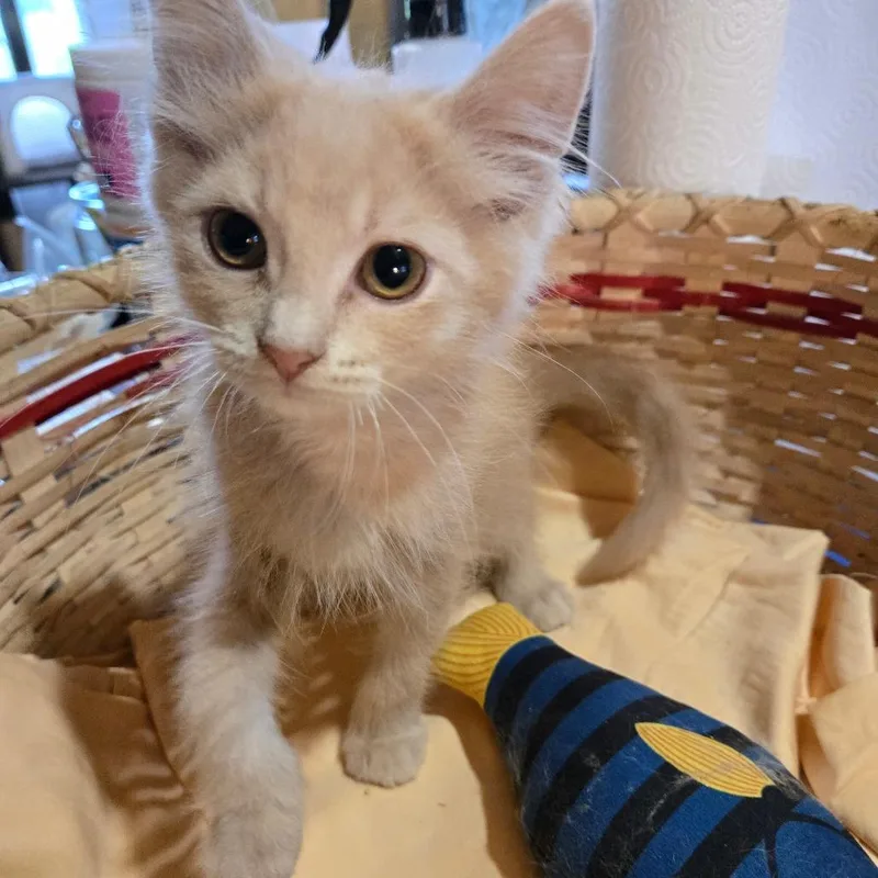 Graham cracker thumbnail 2