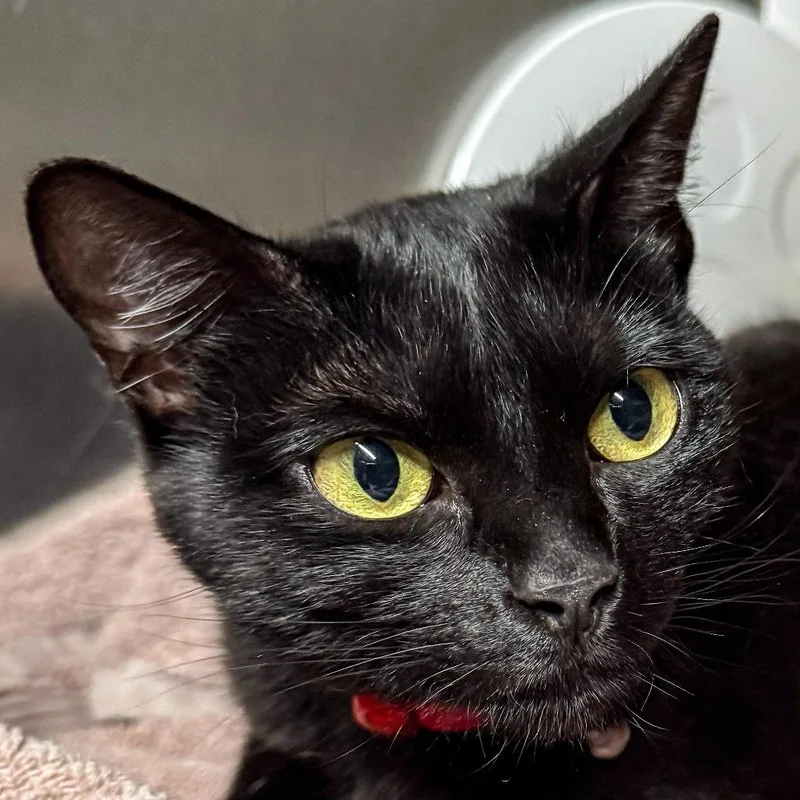 A young medium-sized female Black Domestic Short Hair cat named Iris Bonded with Lily for adoption in Kennebunk, ME