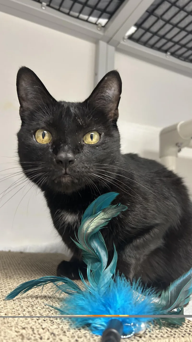 An adult medium-sized male Black Domestic Short Hair cat named Marty for adoption in White Oak, PA
