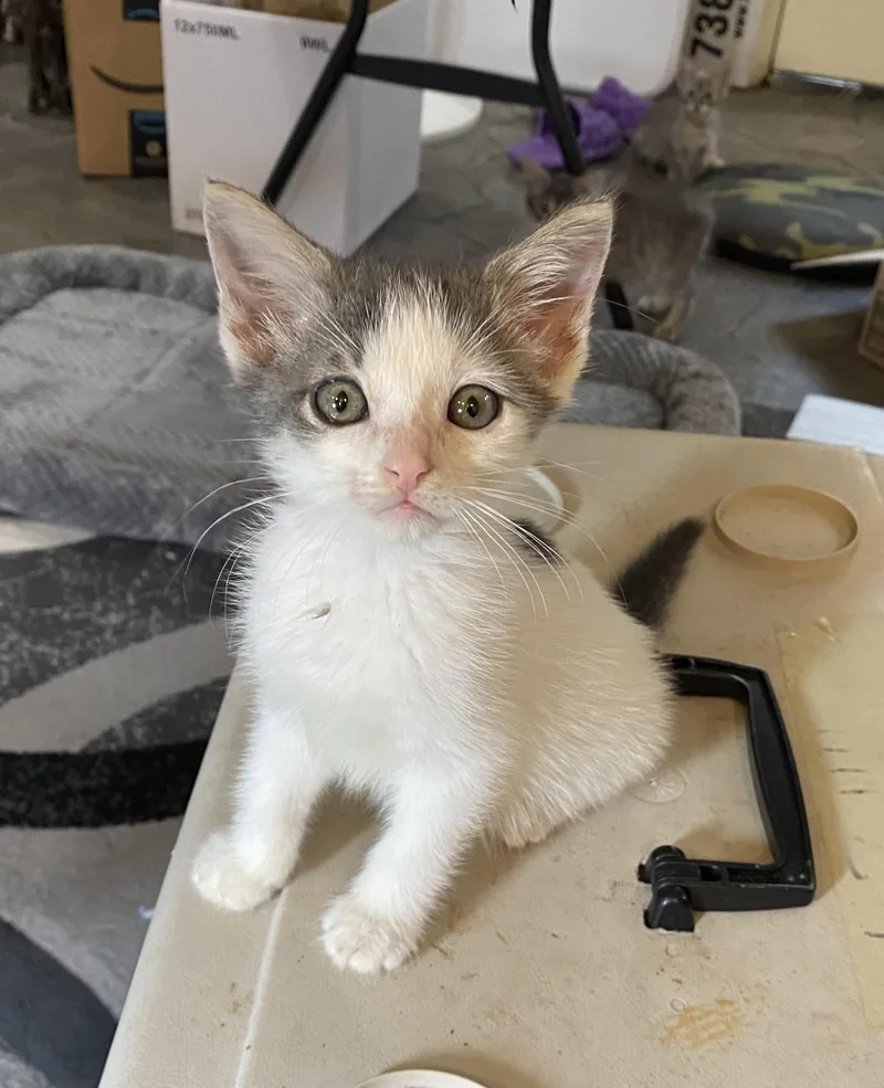 A baby medium-sized male White Russian Blue cat named Gizmo for adoption in New Orleans, LA