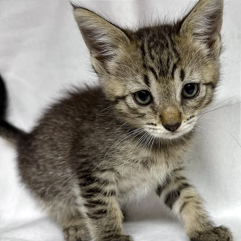 A baby small-sized female Gray / Blue / Silver Domestic Short Hair cat named Calamity Jane for adoption in Livingston, TX
