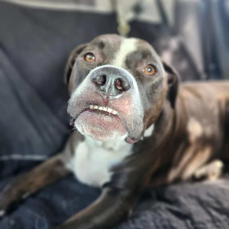 An adult large-sized male Black American Bully dog named Bubba for adoption in Killeen, TX