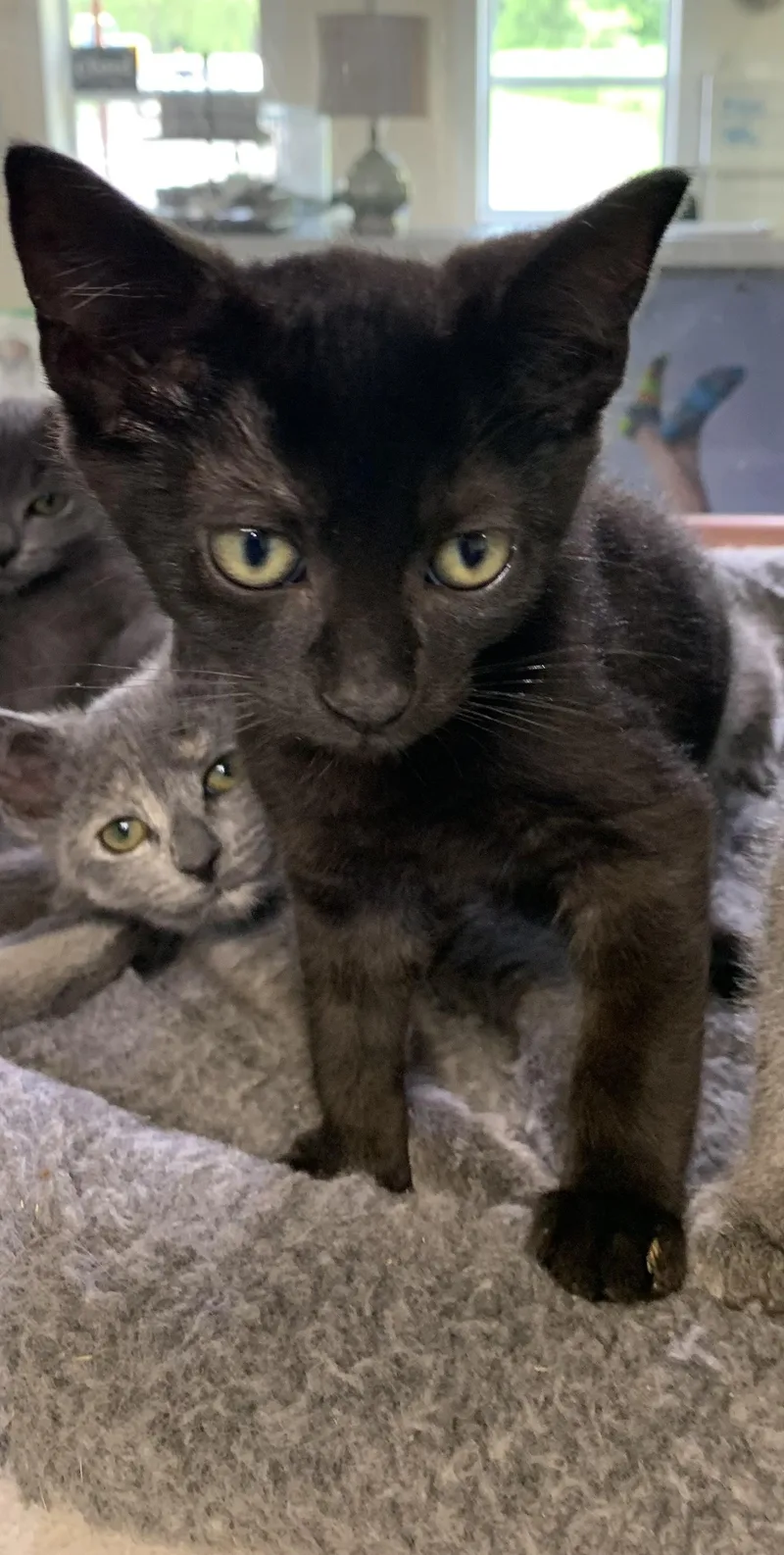 Nimbus