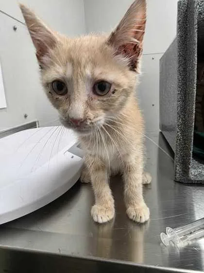 A baby small-sized male Domestic Short Hair cat named Chippy Dippy Dopey Dup for adoption in Sevierville, TN