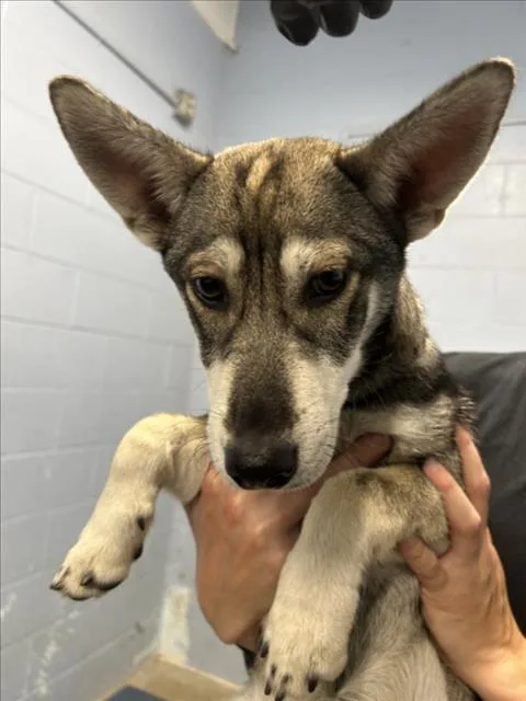 A young small-sized female Husky dog named Nymeria for adoption in Woodland, CA