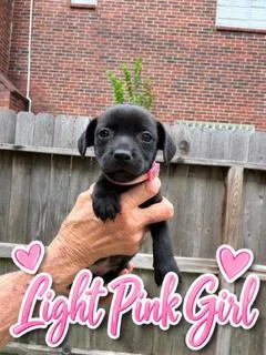 A baby medium-sized female Terrier dog named Light Pink for adoption in Spring, TX