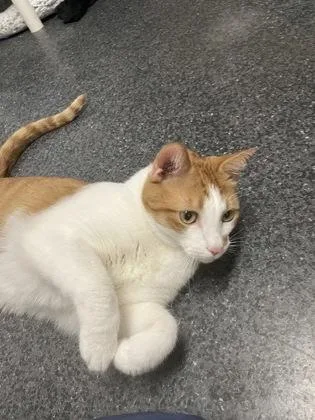 An adult small-sized male Domestic Short Hair cat named Charlie for adoption in Roseville, CA