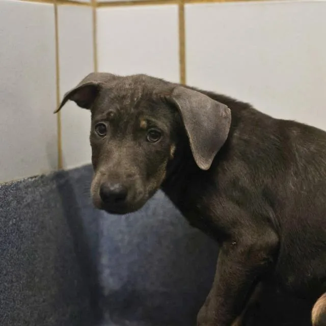 A baby small-sized female Doberman Pinscher dog named Tina for adoption in San Antonio, TX