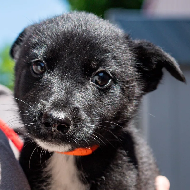 A baby small-sized male Black Mixed Breed dog named Marshmallow Munch Avail By for adoption in Kennebunk, ME