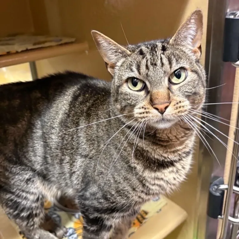 An adult small-sized female Brown / Chocolate Domestic Short Hair cat named Harmony for adoption in Hemet, CA