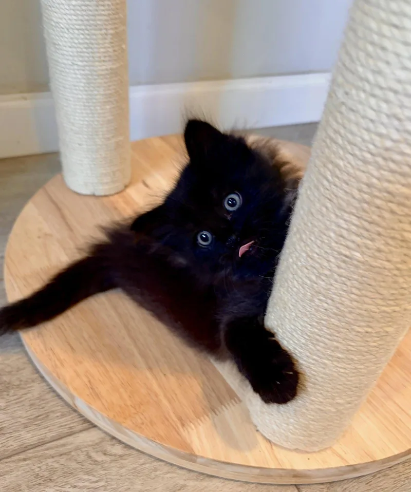 A baby medium-sized male Black Domestic Medium Hair cat named Lander Bonded Laramie for adoption in Fremont, CA