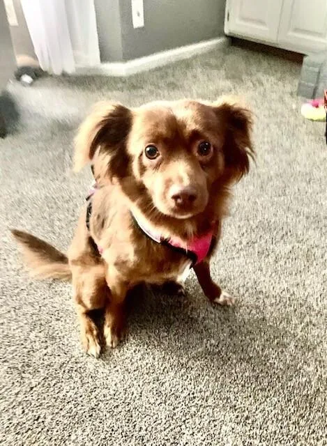 Mini Aussielong Haired Chi