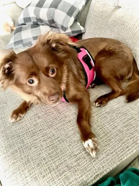 Mini Aussielong Haired Chi thumbnail 2