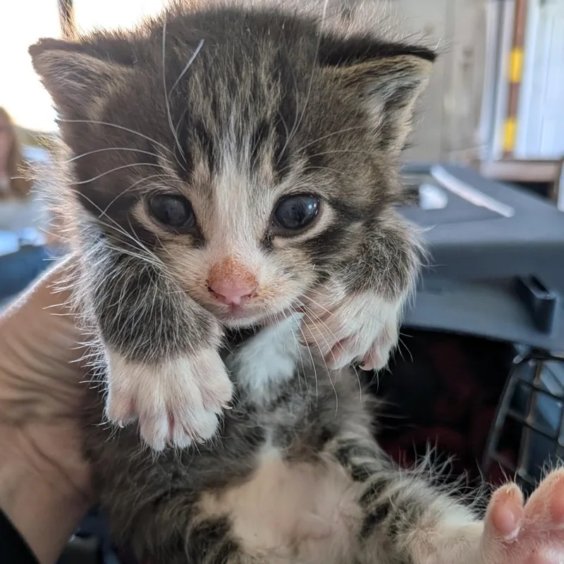 A baby small-sized female Brown / Chocolate Domestic Short Hair cat named Laffy Taffy for adoption in Lynchburg, VA