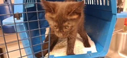 A young small-sized female Domestic Short Hair cat named Mabel for adoption in Atlanta, GA