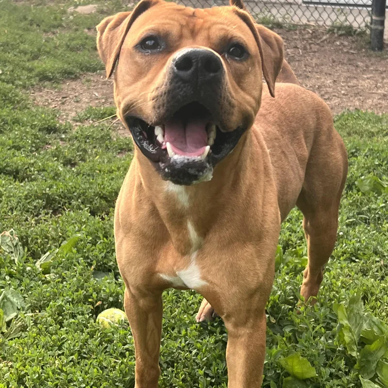 A young medium-sized male Yellow / Tan / Blond / Fawn Boxer dog named Murray for adoption in Yonkers, NY