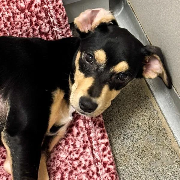 A baby small-sized female Terrier dog named Belle for adoption in Des Moines, IA