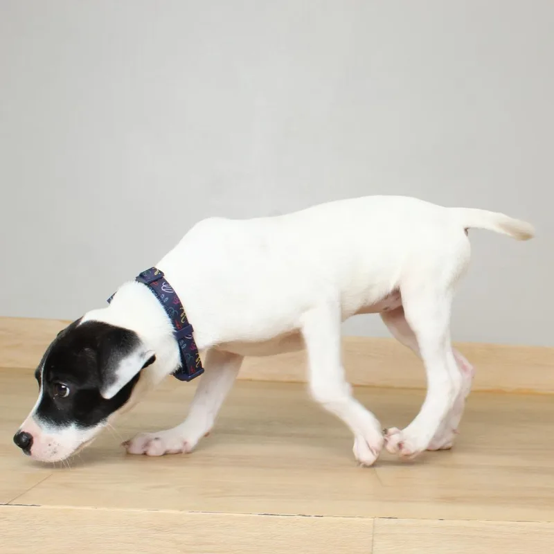 A baby medium-sized female White / Cream Terrier dog named Froggie D for adoption in Minnetonka, MN