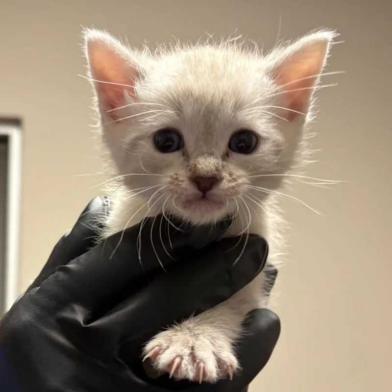 A baby small-sized male White Domestic Short Hair cat named Mishko for adoption in Yuma, AZ