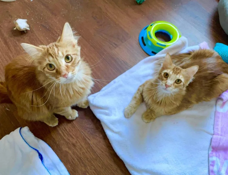 A baby small-sized male Tabby (Orange / Red) Domestic Long Hair cat named Rusty for adoption in Lincoln, NE