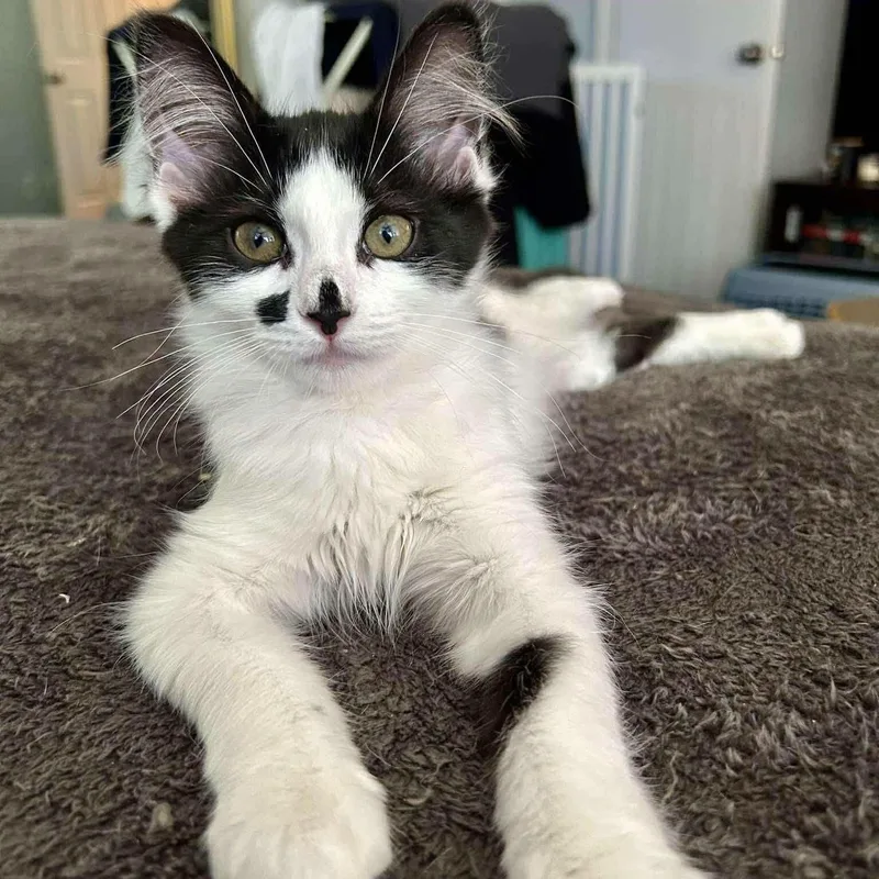 A baby medium-sized female Black & White / Tuxedo Domestic Medium Hair cat named Urchin for adoption in Concord, CA