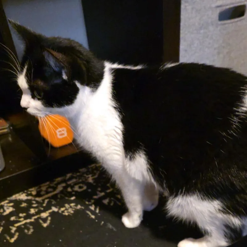 An adult small-sized female Black Domestic Short Hair cat named Luna Aka Cruella Deville for adoption in Grantsville, UT