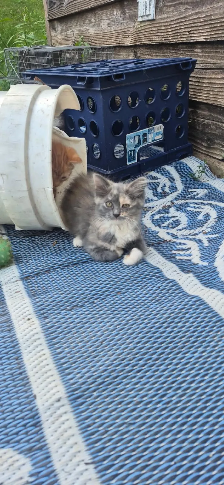 A baby small-sized female Dilute Calico cat named Catty the calico for adoption in Glenwood City, WI